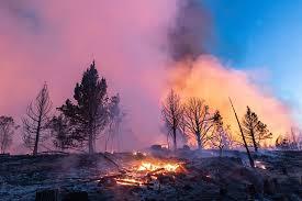 Climate Change and Wildfires: A Growing Threat to Global Biodiversity and Wildlife